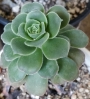 Еониум Горгонеум (AEONIUM GORGONEUM)
