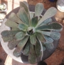 Еониум Лимон и лайм (AEONIUM LEMON AND LIME)