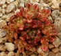 Еониум седифолиум (Aeonium sedifolius 소인제금)