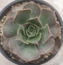 Еониум сп (Aeonium sp)