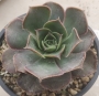 Еониум сп (Aeonium sp)