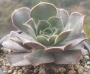 Еониум сп (Aeonium sp)