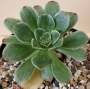 Еониум вариегата (Aeonium Taeyang VARIEGATED 태양금)