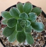 Еониум вариегата (Aeonium Taeyang VARIEGATED 태양금)