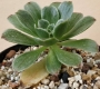 Еониум вариегата (Aeonium Taeyang VARIEGATED 태양금)