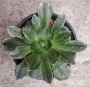Еониум вариегата (Aeonium Taeyang VARIEGATED 태양금)