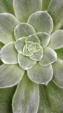 Еониум Сукулент (Aeonium Succulent 태양금)