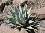 Агаве Парис (Agave parryi couesii Parrys Agave)