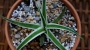 Агаве (Agave bracteosa marginata alba variegata)