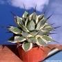 Агаве (Agave patonii Trel. forma variegata)