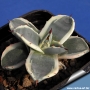 Агаве (Agave patonii Trel. forma variegata)