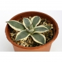 Агаве (Agave patonii Trel. forma variegata)