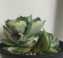 Агаве (Agave potatorum cv. Ouhi-raijin Medio Picta alba)