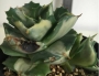 Агаве (Agave potatorum cv. Ouhi-raijin Medio Picta alba)