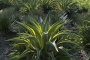 Агаве десметиана вариегата (Agave desmettiana variegata)