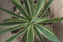 Агаве десметиана вариегата (Agave desmettiana variegata)