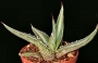 Агаве диформис (Agave difformis)