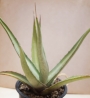 Агаве диформис (Agave difformis)