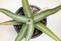 Агаве диформис (Agave difformis)
