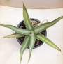 Агаве диформис (Agave difformis)