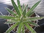 Агаве филифера (Agave filifera)