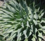 Агаве потаторум (agave potatorum var. verschaffeltii)