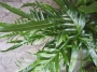 Аглаоморфа (Aglaomorpha)