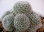 Айлостера (Aylostera heliosa var. albiflora)
