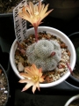 Айлостера (Aylostera heliosa var. albiflora)