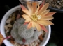 Айлостера (Aylostera heliosa var. albiflora)