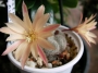 Айлостера (Aylostera heliosa var. albiflora)