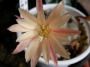 Айлостера (Aylostera heliosa var. albiflora)