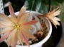 Айлостера (Aylostera heliosa var. albiflora)