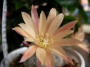 Айлостера (Aylostera heliosa var. albiflora)