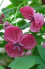 Акебия, Шоколадова лоза (Akebia quinata Chocolate Vine)