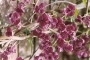 Акебия, Шоколадова лоза (Akebia quinata Chocolate Vine)