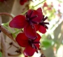 Акебия, Шоколадова лоза (Akebia quinata Chocolate Vine)