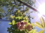 Акебия, Шоколадова лоза (Akebia quinata Chocolate Vine)