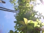 Акебия, Шоколадова лоза (Akebia quinata Chocolate Vine)