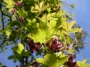 Акебия, Шоколадова лоза (Akebia quinata Chocolate Vine)
