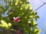Акебия, Шоколадова лоза (Akebia quinata Chocolate Vine)