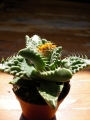 Грапава Фаукария (Faucaria tuberculosa)