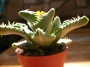 Грапава Фаукария (Faucaria tuberculosa)