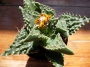 Грапава Фаукария (Faucaria tuberculosa)