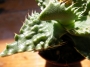 Грапава Фаукария (Faucaria tuberculosa)