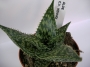 Алое (Aloe C. V. HENNIGI)