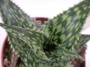 Алое (Aloe C. V. HENNIGI)
