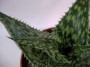 Алое (Aloe C. V. HENNIGI)