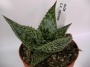 Алое (Aloe C. V. HENNIGI)