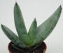Алое (Aloe Falcata)